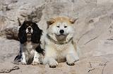 AKITA INU & CAVALIER KING CHARLES 006